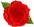 J R ROSES